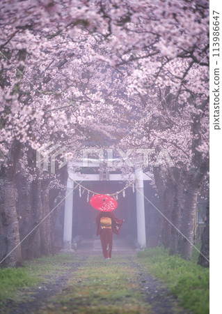 穿著和服的女人走過春天的櫻花隧道 113986647