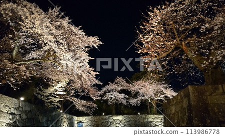 Illuminated cherry blossoms at night at Hikone Castle Illuminated cherry blossoms at night at Hikone Castle 113986778