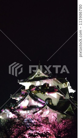 Illuminated Hikone Castle and cherry blossoms at night 113986780