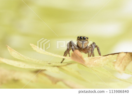 Close-up of a spider crawling on a plant leaf 113986840