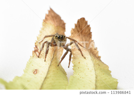 Close-up of a spider crawling on a plant leaf Close-up of a spider crawling on a plant leaf 113986841