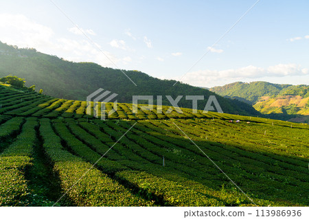 tea plantation and green tea plantation tea plantation and green tea plantation 113986936