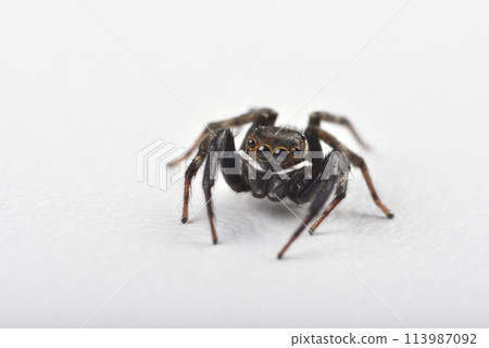 Black spider closeup on white background Black spider closeup on white background 113987092