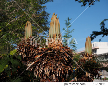 Cycad with leaf buds (male plant) 113987093