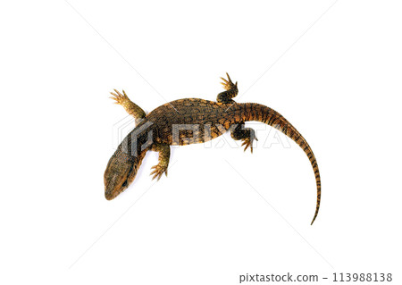 Savannah monitor lizard savanna monitor white background 113988138