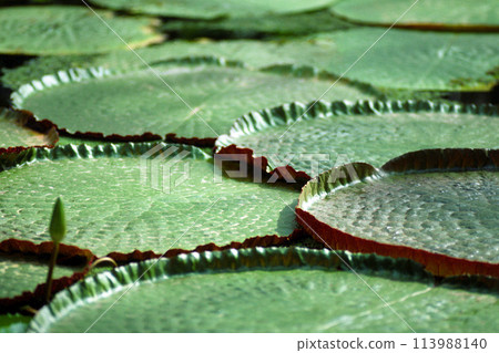 Water Lilies Graphic Material Water Lilies Graphic Material 113988140