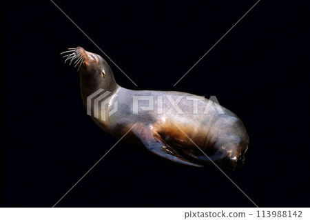海獅黑背 113988142