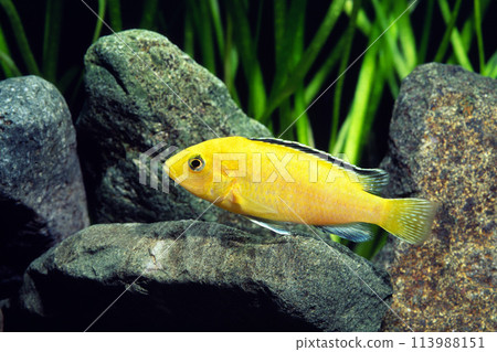 Caeruleus African Cichlid 113988151