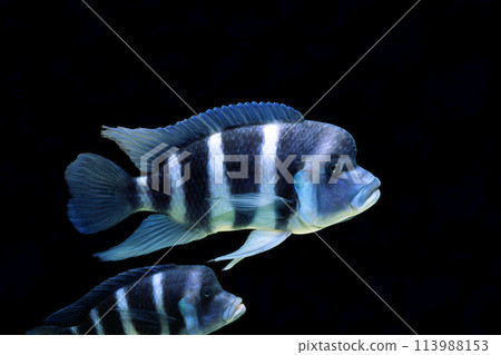 Frontosa African cichlid black back Frontosa African cichlid black back 113988153