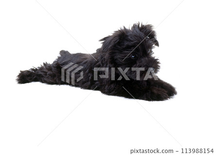 Puppy lying down, Miniature Schnauzer, white background Puppy lying down, Miniature Schnauzer, white background 113988154