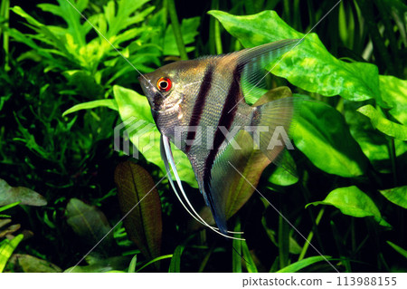 神仙魚水族館 113988155