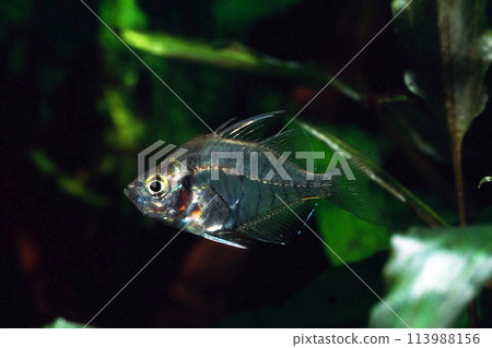 Indian Glassfish Aquarium 113988156