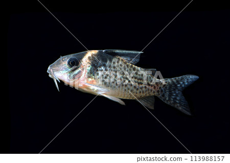 Corydoras, Corydoras brevirostris, Corydoras melanistius, catfish, black back 113988157