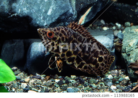 Leopard Ctenopoma 113988165