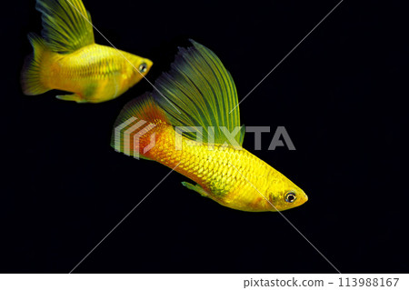 High-finned Baleartus black background 113988167