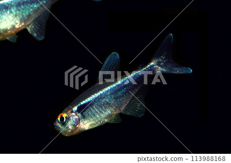 Black Neon Tetra Display Black Background 113988168