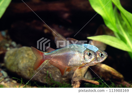 Colombian Redfin Tetra Aquarium 113988169