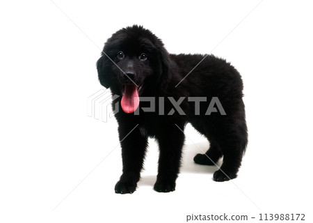 Puppy sticking out tongue Newfoundland white background Puppy sticking out tongue Newfoundland white background 113988172
