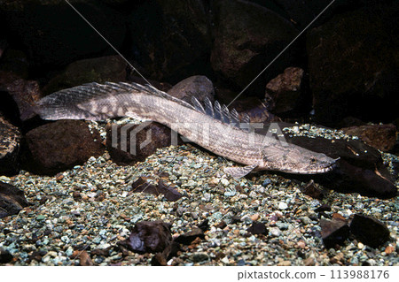 拉氏多鰭魚 拉氏多鰭魚 113988176