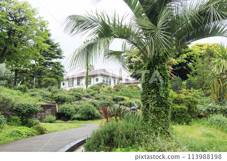 Minato Mirai Park, British Mountain Area, English Rose Garden (Spring) 113988198