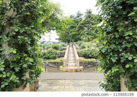 Minato Mirai Park, British Mountain Area, English Rose Garden (Spring) 113988199