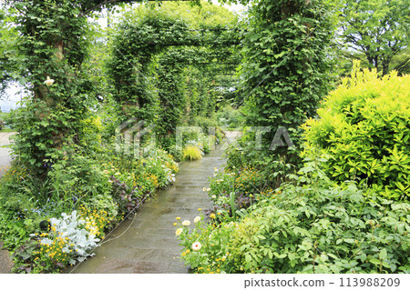 港景山公園 英國山區/英國玫瑰園（春季） 113988209