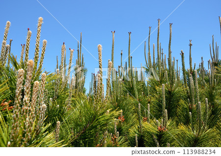 Black pine flowers and blue sky graphic material Black pine flowers and blue sky graphic material 113988234