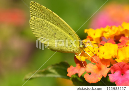Butterfly that sucks nectar of flowers 113988237