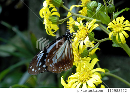 Monarch butterfly, butterfly sucking nectar from a flower, Japanese butterbur 113988252