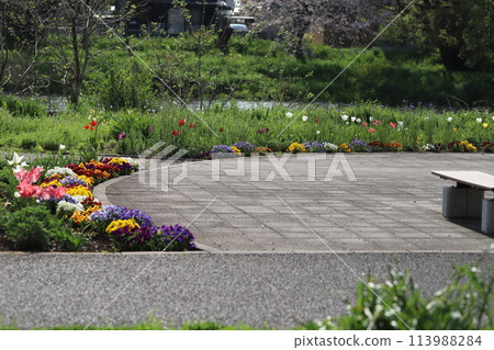 春天,流經埼玉縣蓮田市的本荒川河床公園裡,色彩繽紛的花朵 春天,流經埼玉縣蓮田市的本荒川河床公園裡,色彩繽紛的花朵 113988284