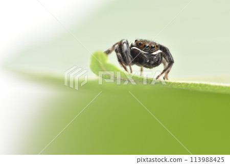 Close-up of black spider on green leaf Close-up of black spider on green leaf 113988425