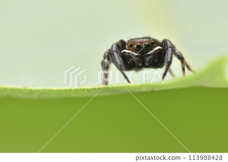綠葉上的黑色蜘蛛特寫 113988428
