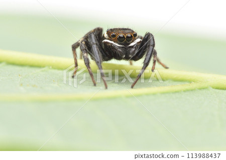 Close-up of black spider on green leaf Close-up of black spider on green leaf 113988437