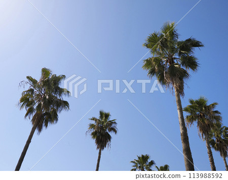 Palm tree Palm tree 113988592