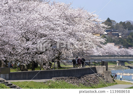 金澤西川綠地賞櫻花 金澤西川綠地賞櫻花 113988658