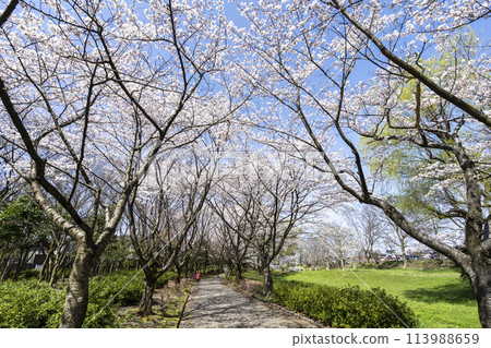 金澤西川綠地賞櫻花 金澤西川綠地賞櫻花 113988659
