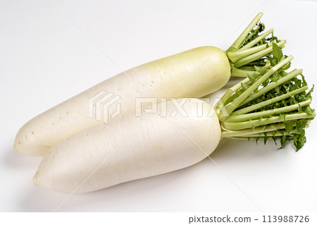 Gensuke radish and green neck radish, one of the Kaga vegetables Gensuke radish and green neck radish, one of the Kaga vegetables 113988726