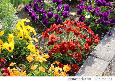 Colorful pansy flowers blooming in the park in spring 113988875