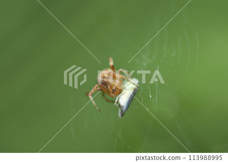 蜘蛛網般的陷阱，蜘蛛般的生物。 113988995