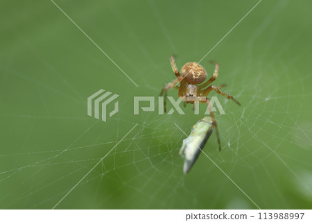 A cicada falls into a spider's web and becomes the spider's prey. 113988997