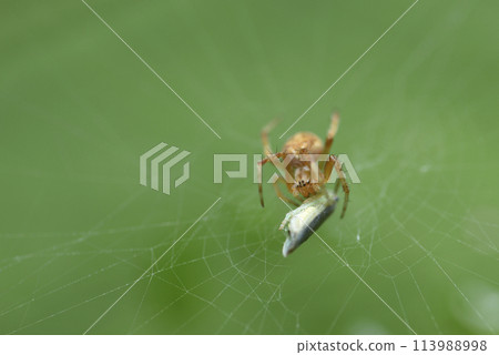 A cicada falls into a spider's web and becomes the spider's prey. A cicada falls into a spider's web and becomes the spider's prey. 113988998