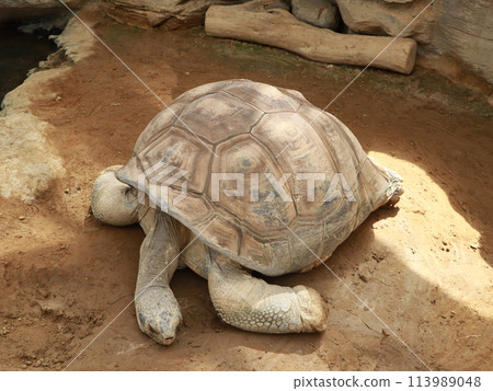 一隻大烏龜在曬它的殼 113989048