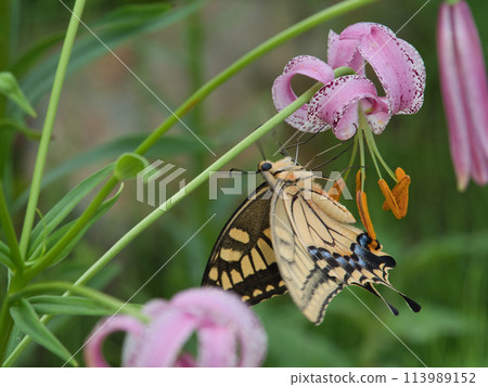 A swallowtail butterfly resting on a mountain lily flower A swallowtail butterfly resting on a mountain lily flower 113989152