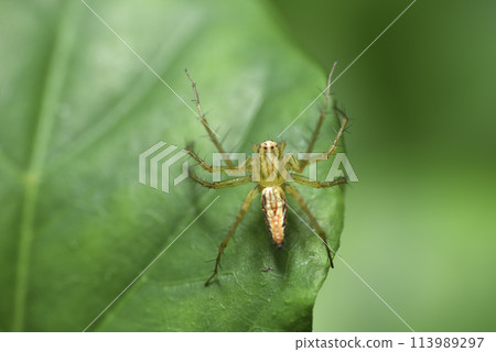 植物葉子上爬行的蜘蛛微距特寫 113989297