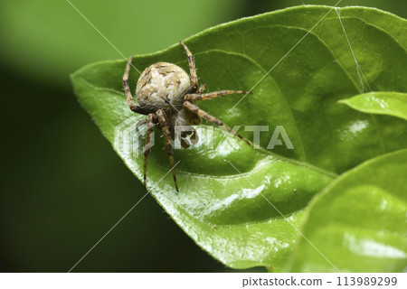 Macro close-up of spider crawling on plant leaves 113989299
