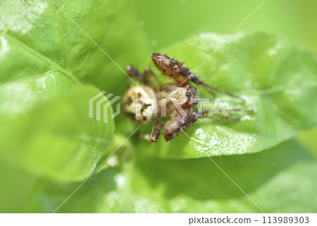 植物葉子上爬行的蜘蛛微距特寫 植物葉子上爬行的蜘蛛微距特寫 113989303