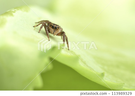 室內植物葉子上爬行的跳蜘蛛 113989329