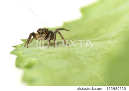 Jumping spider crawling on indoor plant leaves Jumping spider crawling on indoor plant leaves 113989330