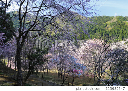 高西寺的垂枝櫻花 高西寺的垂枝櫻花 113989347