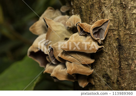 Wood ear mushroom, wild growing 113989360